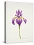 Iris laevitigata-Sally Crosthwaite-Stretched Canvas