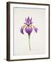 Iris laevitigata-Sally Crosthwaite-Framed Giclee Print