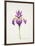 Iris laevitigata-Sally Crosthwaite-Framed Premium Giclee Print