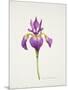 Iris laevitigata-Sally Crosthwaite-Mounted Premium Giclee Print