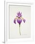 Iris laevitigata-Sally Crosthwaite-Framed Giclee Print