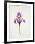 Iris laevitigata-Sally Crosthwaite-Framed Giclee Print