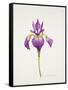 Iris laevitigata-Sally Crosthwaite-Framed Stretched Canvas