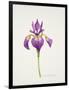 Iris laevitigata-Sally Crosthwaite-Framed Giclee Print