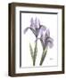 Iris Lavender-Albert Koetsier-Framed Photographic Print