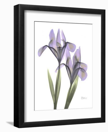 Iris Lavender-Albert Koetsier-Framed Photographic Print