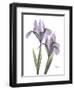 Iris Lavender-Albert Koetsier-Framed Photographic Print