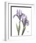 Iris Lavender-Albert Koetsier-Framed Photographic Print