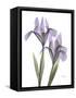 Iris Lavender-Albert Koetsier-Framed Stretched Canvas