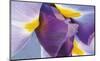 Iris Listening-Harold Davis-Mounted Giclee Print