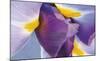 Iris Listening-Harold Davis-Mounted Giclee Print