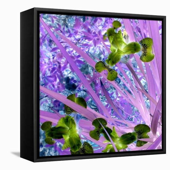 Iris Love-Herb Dickinson-Framed Stretched Canvas