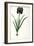 Iris Luxiana, from "Les Liliacees"-Pierre-Joseph Redouté-Framed Giclee Print