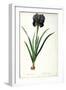 Iris Luxiana, from "Les Liliacees"-Pierre-Joseph Redouté-Framed Giclee Print