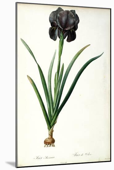 Iris Luxiana, from "Les Liliacees"-Pierre-Joseph Redouté-Mounted Giclee Print