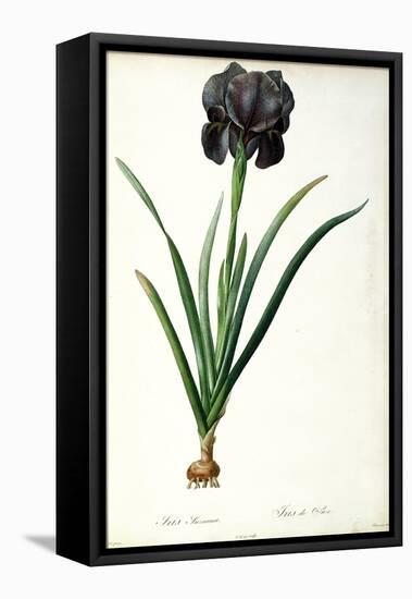 Iris Luxiana, from "Les Liliacees"-Pierre-Joseph Redouté-Framed Stretched Canvas