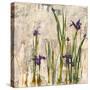 Iris Mist-Carney-Stretched Canvas