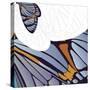 Iris Moth Design-Belen Mena-Stretched Canvas