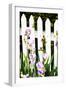 Iris on a Fence-Alan Hausenflock-Framed Photographic Print