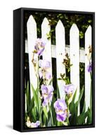 Iris on a Fence-Alan Hausenflock-Framed Stretched Canvas