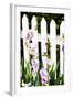 Iris on a Fence-Alan Hausenflock-Framed Photographic Print