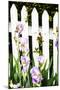 Iris on a Fence-Alan Hausenflock-Mounted Photographic Print