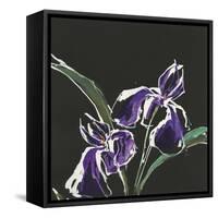 Iris on Black I-Chris Paschke-Framed Stretched Canvas