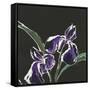 Iris on Black I-Chris Paschke-Framed Stretched Canvas