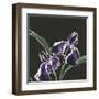 Iris on Black I-Chris Paschke-Framed Art Print