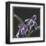 Iris on Black I-Chris Paschke-Framed Art Print