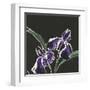 Iris on Black I-Chris Paschke-Framed Art Print