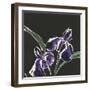 Iris on Black I-Chris Paschke-Framed Art Print