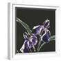 Iris on Black I-Chris Paschke-Framed Art Print