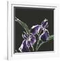 Iris on Black I-Chris Paschke-Framed Art Print