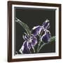 Iris on Black I-Chris Paschke-Framed Art Print