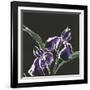 Iris on Black I-Chris Paschke-Framed Art Print