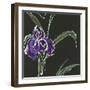 Iris on Black II-Chris Paschke-Framed Art Print