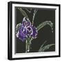 Iris on Black II-Chris Paschke-Framed Art Print