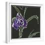 Iris on Black II-Chris Paschke-Framed Art Print