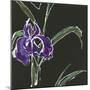 Iris on Black II-Chris Paschke-Mounted Art Print