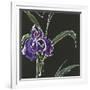 Iris on Black II-Chris Paschke-Framed Art Print