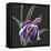 Iris on Black III-Chris Paschke-Framed Stretched Canvas