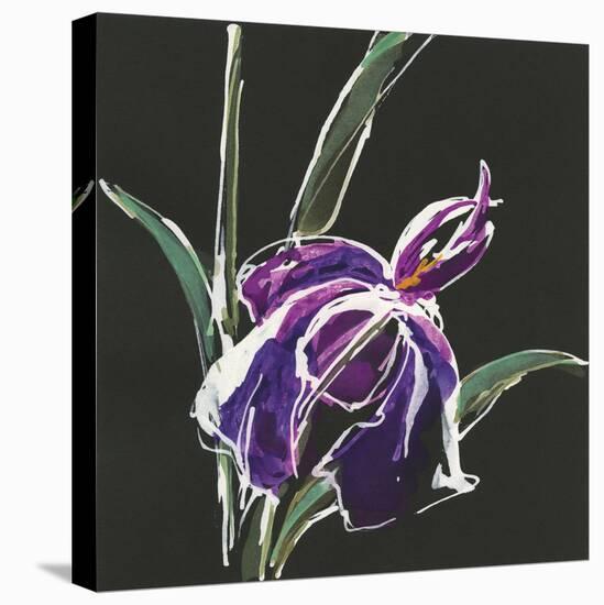 Iris on Black III-Chris Paschke-Stretched Canvas