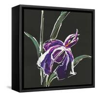 Iris on Black III-Chris Paschke-Framed Stretched Canvas