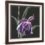 Iris on Black III-Chris Paschke-Framed Art Print