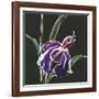 Iris on Black III-Chris Paschke-Framed Art Print