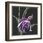 Iris on Black III-Chris Paschke-Framed Art Print