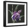 Iris on Black III-Chris Paschke-Framed Art Print