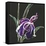 Iris on Black III-Chris Paschke-Framed Stretched Canvas