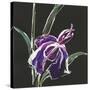 Iris on Black III-Chris Paschke-Stretched Canvas